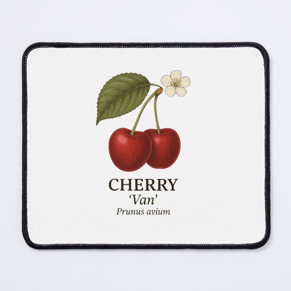 Item preview, Cherry ‘Van’ – Prunus avium designed and sold by BloomKind.