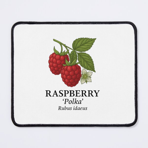 Item preview, Raspberry ‘Polka’ – Rubus idaeus designed and sold by BloomKind.