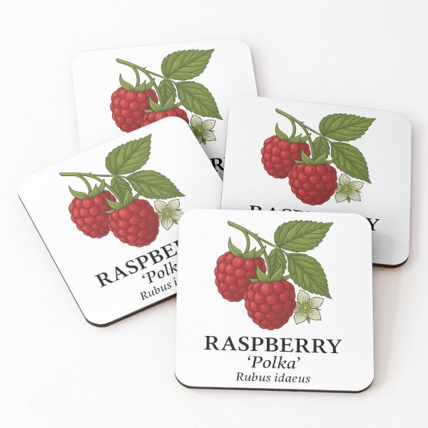 Item preview, Raspberry ‘Polka’ – Rubus idaeus designed and sold by BloomKind.