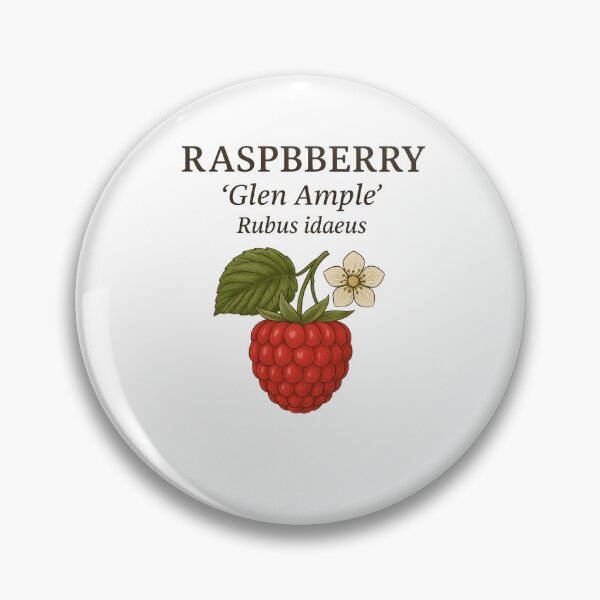 Item preview, Raspberry ‘Glen Ample’ – Rubus idaeus designed and sold by BloomKind.