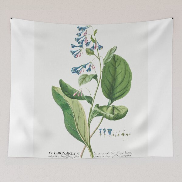 Item preview, Plantae Selectae: No. 42–Pulmonaria or Lungworts by Georg Dionysius Ehret. designed and sold by AngyDesigns49.