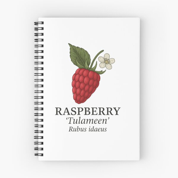 Item preview, Raspberry ‘Tulameen’ – Rubus idaeus designed and sold by BloomKind.