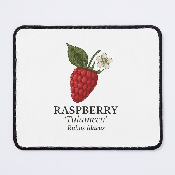 Item preview, Raspberry ‘Tulameen’ – Rubus idaeus designed and sold by BloomKind.