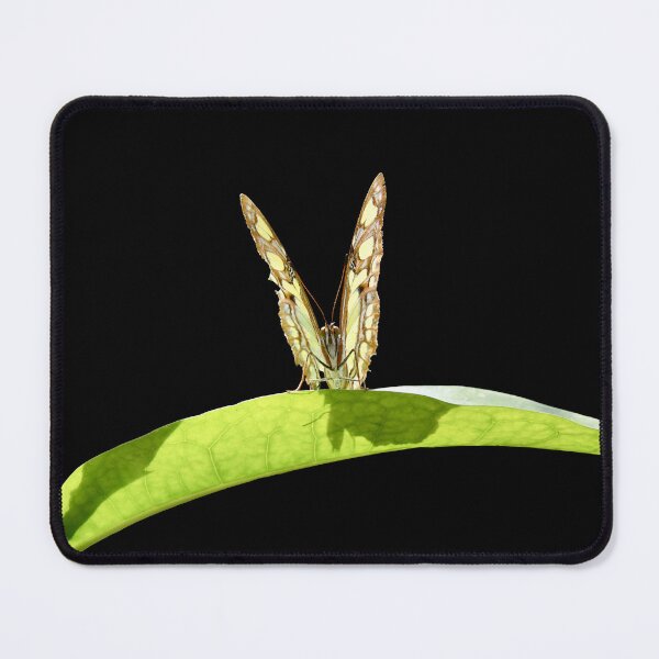 Item preview, Butterfly on a green leaf – wings in a V-shape / Swiss Artwork Photography designed and sold by Raphael Wolf.