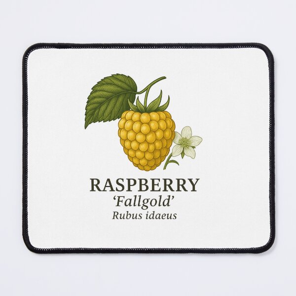 Item preview, Raspberry ‘Fallgold’ – Rubus idaeus designed and sold by BloomKind.