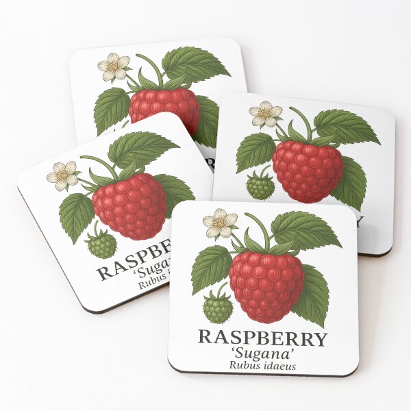 Item preview, Raspberry ‘Sugana’ – Rubus idaeus designed and sold by BloomKind.