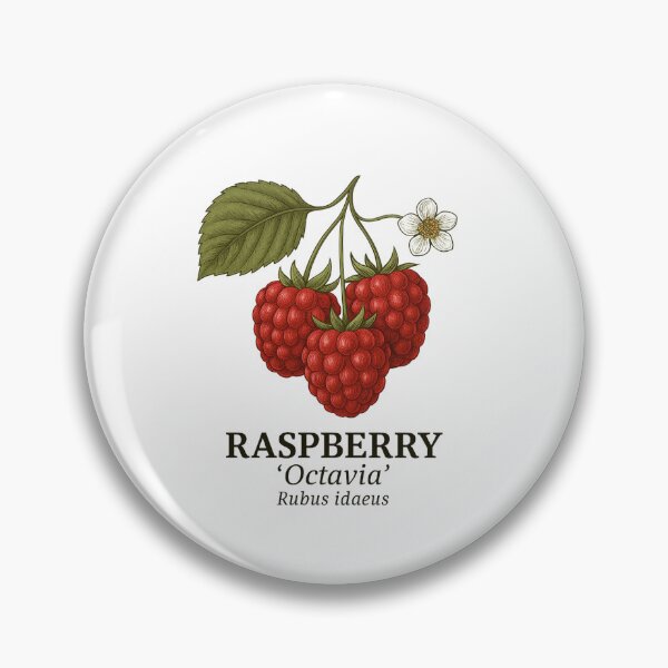 Item preview, Raspberry ‘Octavia’ – Rubus idaeus designed and sold by BloomKind.