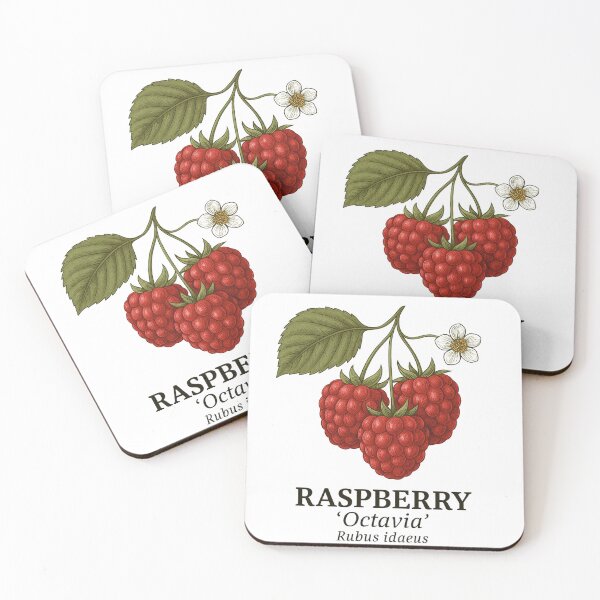 Item preview, Raspberry ‘Octavia’ – Rubus idaeus designed and sold by BloomKind.