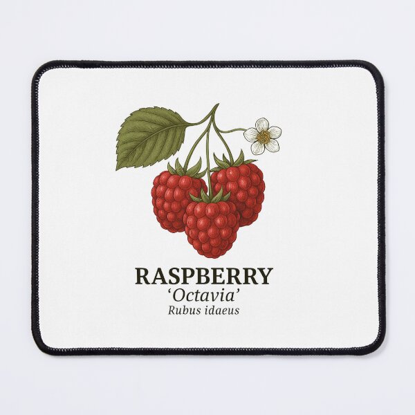 Item preview, Raspberry ‘Octavia’ – Rubus idaeus designed and sold by BloomKind.