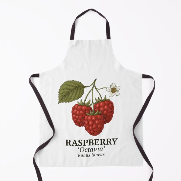 Item preview, Raspberry ‘Octavia’ – Rubus idaeus designed and sold by BloomKind.