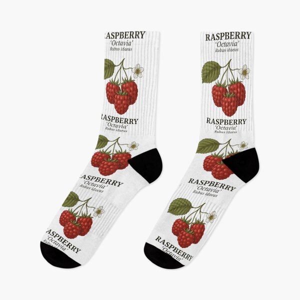 Item preview, Raspberry ‘Octavia’ – Rubus idaeus designed and sold by BloomKind.