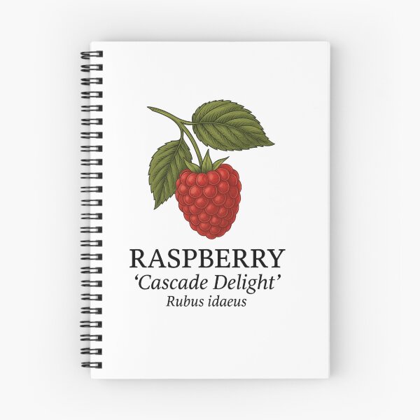 Item preview, Raspberry ‘Cascade Delight’ – Rubus idaeus designed and sold by BloomKind.