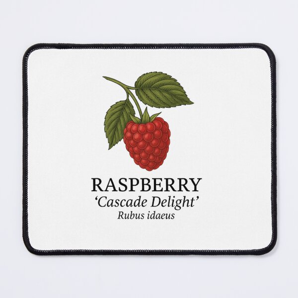 Item preview, Raspberry ‘Cascade Delight’ – Rubus idaeus designed and sold by BloomKind.