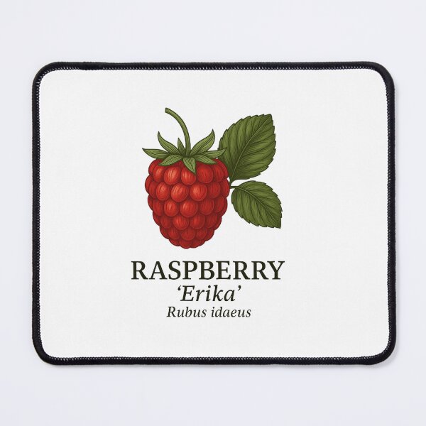 Item preview, Raspberry ‘Erika’ – Rubus idaeus designed and sold by BloomKind.