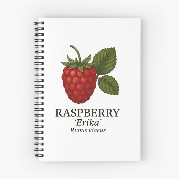 Item preview, Raspberry ‘Erika’ – Rubus idaeus designed and sold by BloomKind.