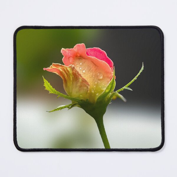 Item preview, Morning Dew on Pink Rose Bud designed and sold by PorRayong.