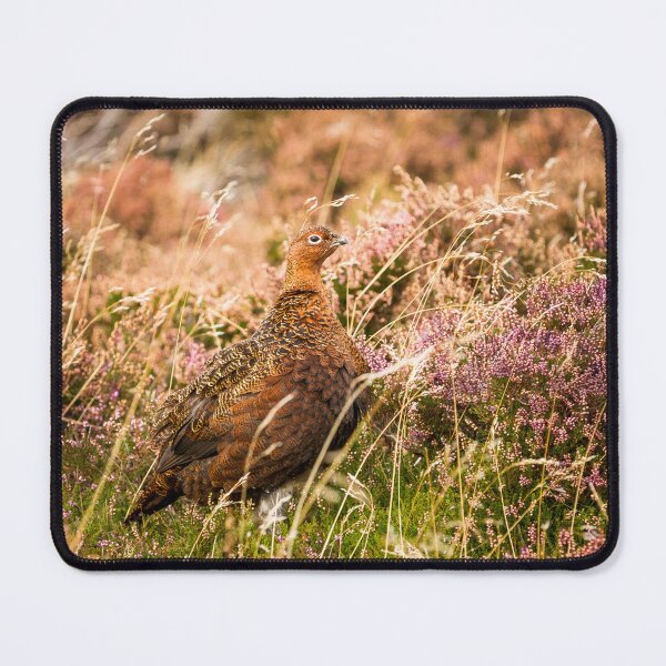 Item preview, Red Grouse designed and sold by Jane Stanley Photography.
