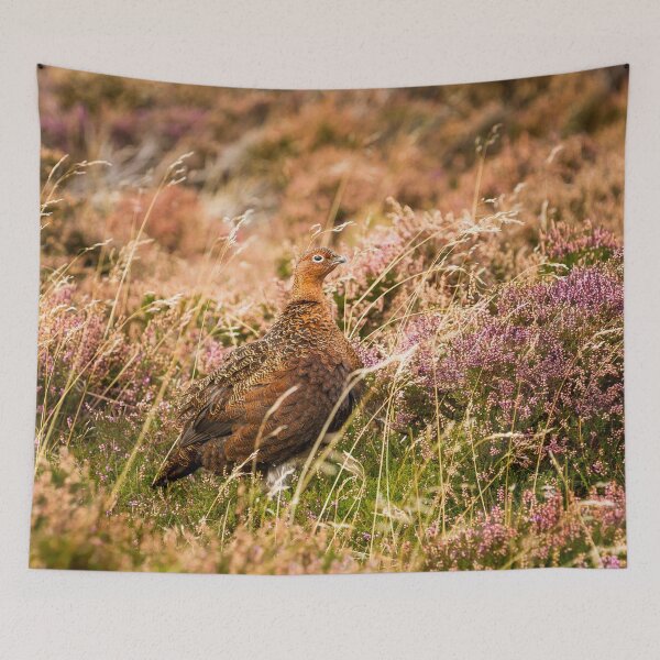 Item preview, Red Grouse designed and sold by Jane Stanley Photography.