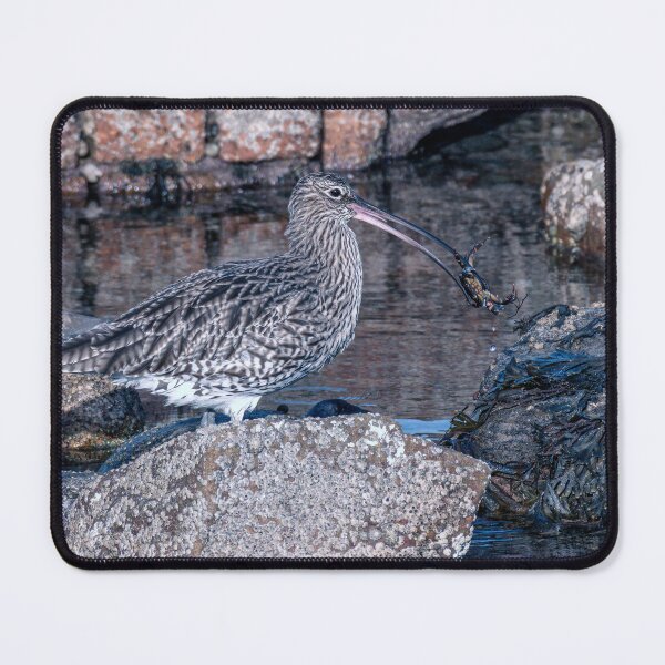 Item preview, Eurasian Curlew Feeding designed and sold by Tom McPherson Photography.