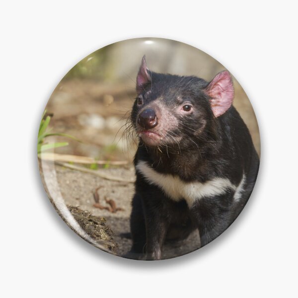 Item preview, Devil in the Sunlight – Wild Spirit of Tasmania designed and sold by rawshutterbug.