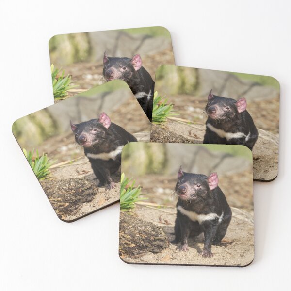 Item preview, Devil in the Sunlight – Wild Spirit of Tasmania designed and sold by rawshutterbug.