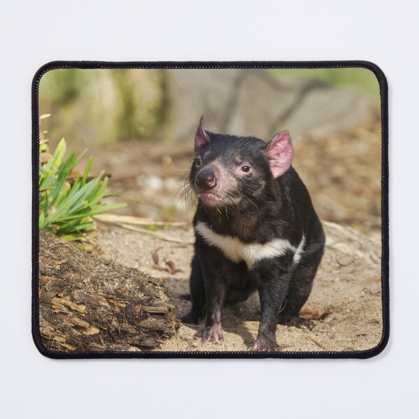 Item preview, Devil in the Sunlight – Wild Spirit of Tasmania designed and sold by rawshutterbug.