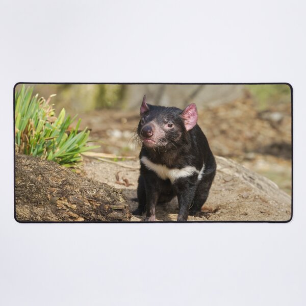 Item preview, Devil in the Sunlight – Wild Spirit of Tasmania designed and sold by rawshutterbug.
