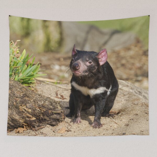 Item preview, Devil in the Sunlight – Wild Spirit of Tasmania designed and sold by rawshutterbug.