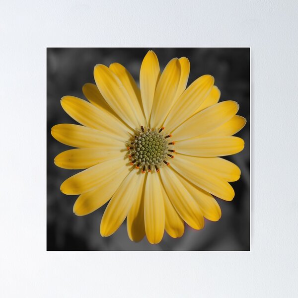 Item preview, A beautiful flower with yellow petals designed and sold by Production Art Manon Meilleur.