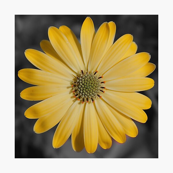 Artikelvorschau, Eine wunderschöne Blume mit gelben Blütenblättern entworfen und verkauft von Production Art Manon Meilleur.