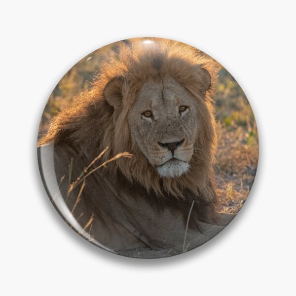 Item preview, Lion of Savuti — Waziba, the Quiet King at Golden Dusk (Northern Pride, Botswana) designed and sold by DavideAntoniani.