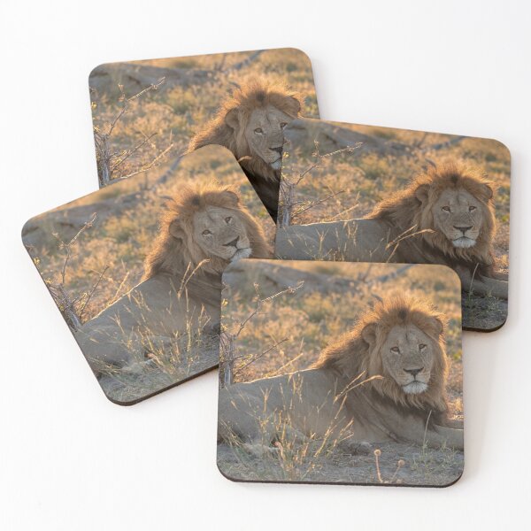 Item preview, Lion of Savuti — Waziba, the Quiet King at Golden Dusk (Northern Pride, Botswana) designed and sold by DavideAntoniani.