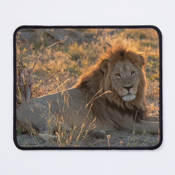 Item preview, Lion of Savuti — Waziba, the Quiet King at Golden Dusk (Northern Pride, Botswana) designed and sold by DavideAntoniani.