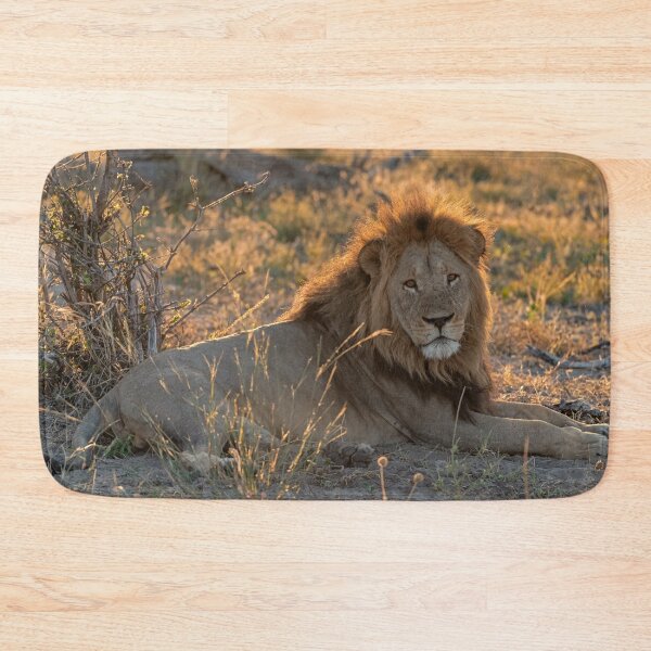 Item preview, Lion of Savuti — Waziba, the Quiet King at Golden Dusk (Northern Pride, Botswana) designed and sold by DavideAntoniani.