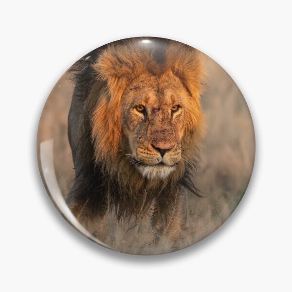 Item preview, [Fire in His Eyes] — Lion of Savuti, Romeo at Dusk — Botswana designed and sold by DavideAntoniani.
