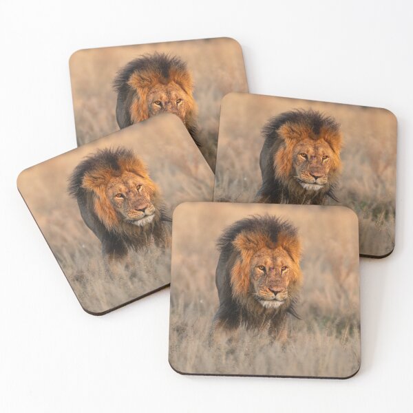 Item preview, [Fire in His Eyes] — Lion of Savuti, Romeo at Dusk — Botswana designed and sold by DavideAntoniani.