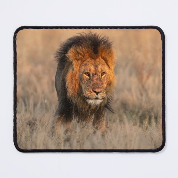 Item preview, [Fire in His Eyes] — Lion of Savuti, Romeo at Dusk — Botswana designed and sold by DavideAntoniani.