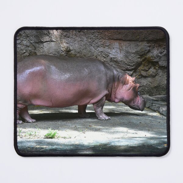 Item preview, Hippo in Natural Habitat designed and sold by MercerImages.