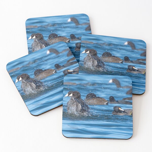 Item preview, Parallel American Coots splashing in Lake Sammamish designed and sold by lisavonbiela.