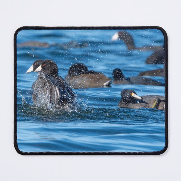 Item preview, Parallel American Coots splashing in Lake Sammamish designed and sold by lisavonbiela.
