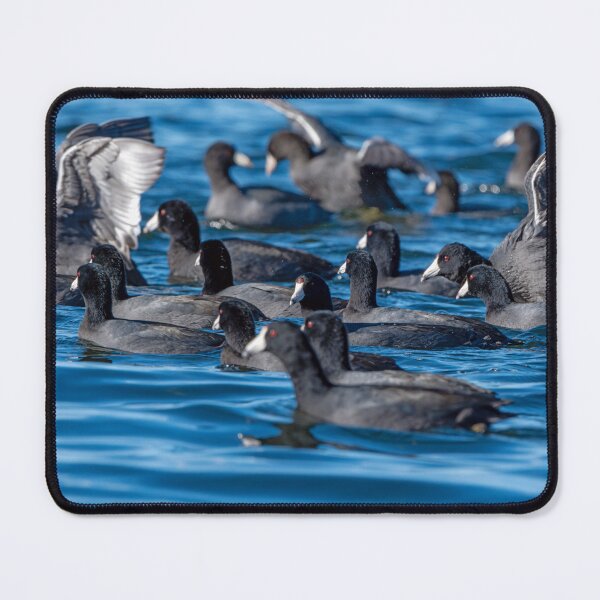 Item preview, American Coot flock on the move designed and sold by lisavonbiela.