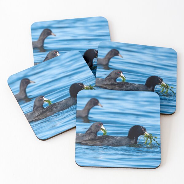 Item preview, Two American Coots with beaks full of lake greens designed and sold by lisavonbiela.