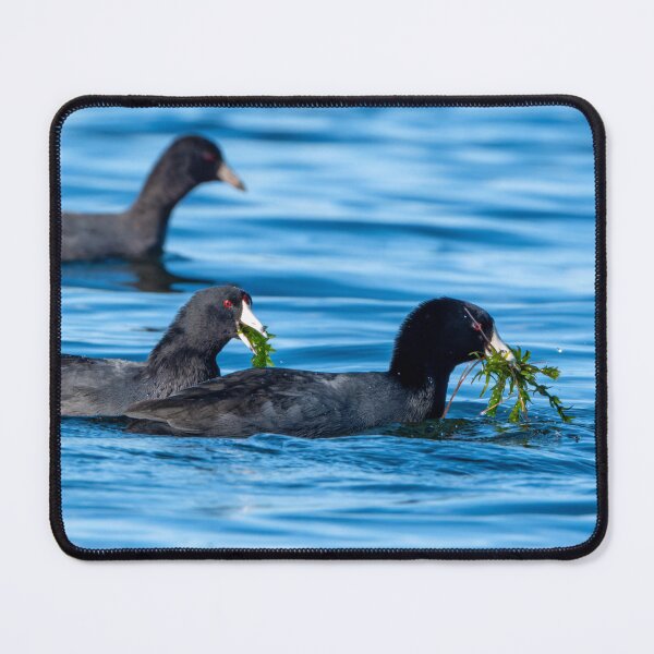 Item preview, Two American Coots with beaks full of lake greens designed and sold by lisavonbiela.