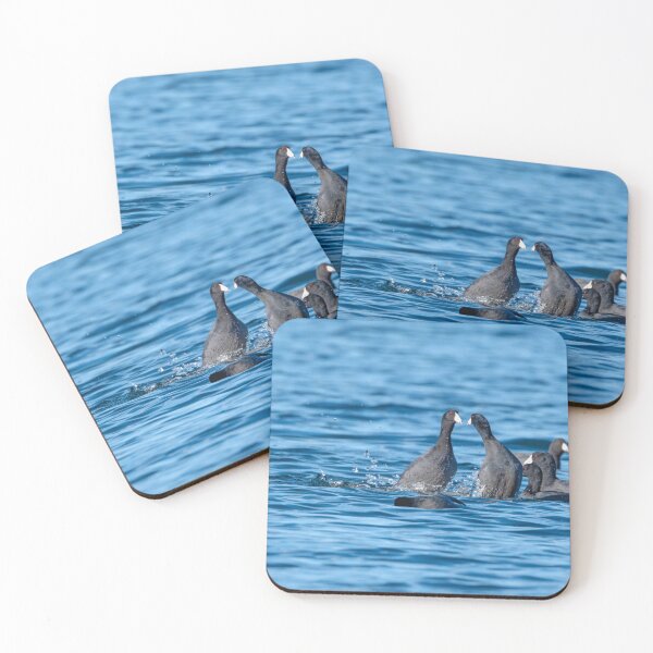 Item preview, Two American Coots going toe to toe designed and sold by lisavonbiela.