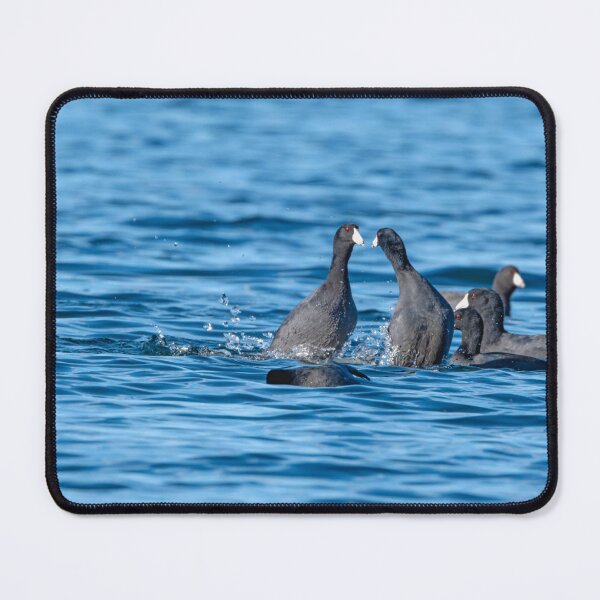 Item preview, Two American Coots going toe to toe designed and sold by lisavonbiela.