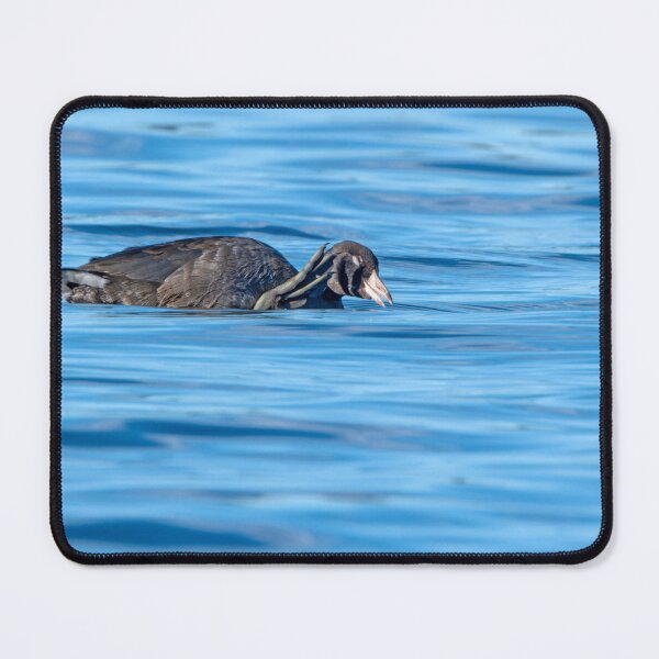 Item preview, American Coot scratching itself with its huge foot designed and sold by lisavonbiela.