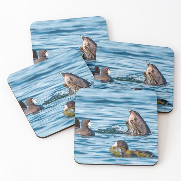 Item preview, American Coot in mid-dive in Lake Sammamish designed and sold by lisavonbiela.