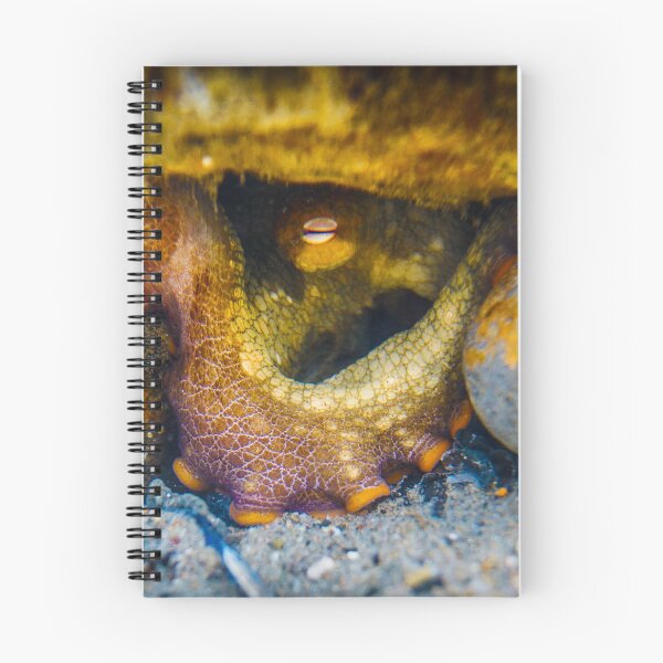 Item preview, Octopus Stare designed and sold by PulsiPictures.