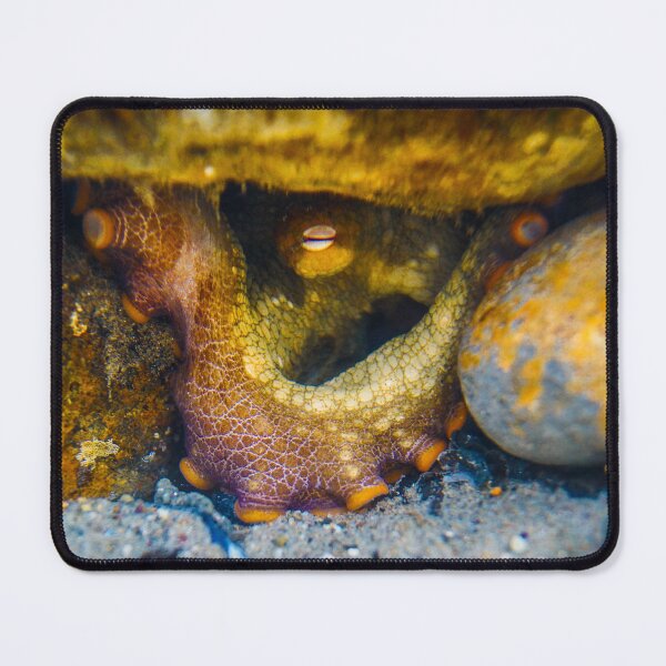 Item preview, Octopus Stare designed and sold by PulsiPictures.