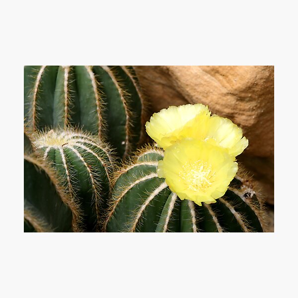 cactus flower Photographic Print